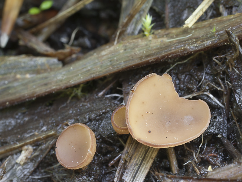 Sclerotinia sclerotiorum